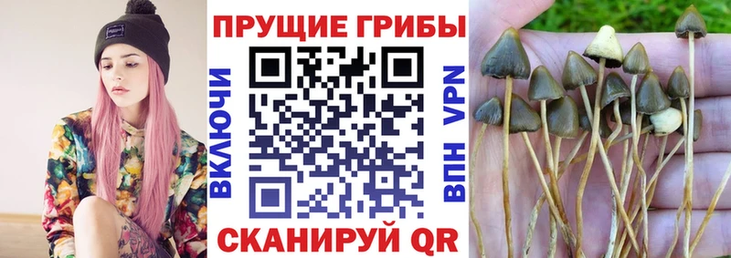 ссылка на мегу ТОР  Южно-Сухокумск  Псилоцибиновые грибы ЛСД 